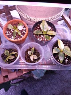 Aurea variegated white wizard philodendron
