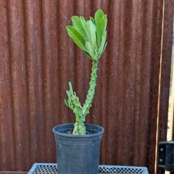 Euphorbia Nerifolia Indian Spurge Tree