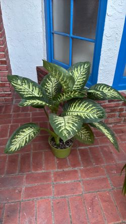 Dieffenbachia Tropic Snow 8” potted plant
