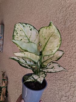 Aglonema SUPER WHITE Plant $25