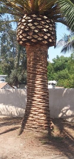 Trees