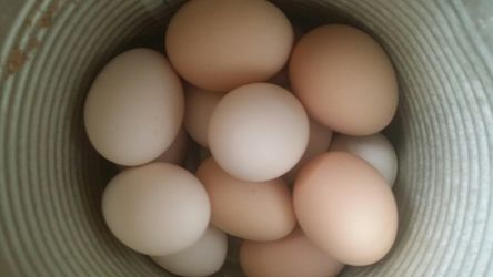 Organic Farmfresh Eggs