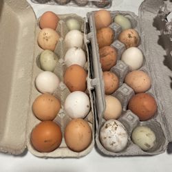 Chicken  Eggs And Duck Eggs For Sale 