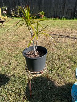 Dracaena and Stand