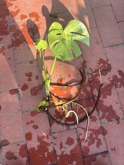 Monstera Deliciosa Plant with Roots