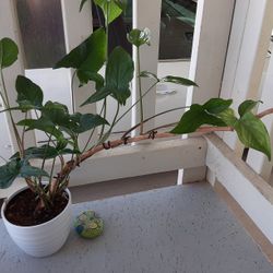 Reverted Syngonium Albo