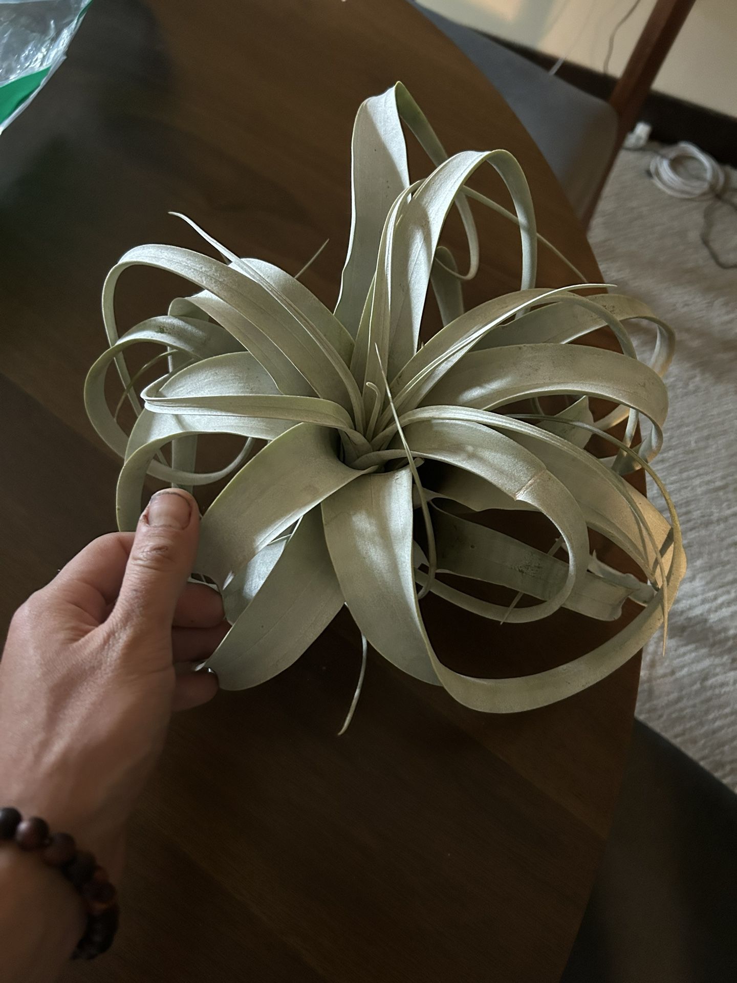 Giant Tillandsia Air Plant