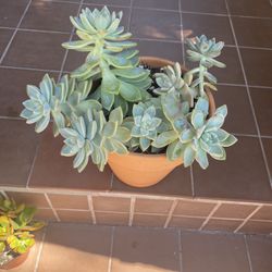 Ghostie Succulent 