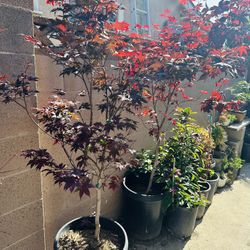 Japanese Maple