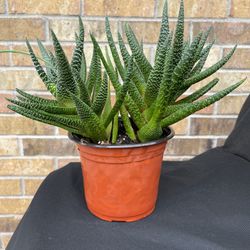 “Zebra Wart” Succulent 