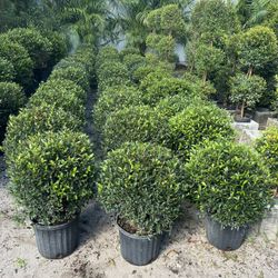 Single Ball Topiary In 3 gls Pot. SPECIAL PRICE 🤩