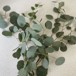 Fresh Cut eucalyptus 