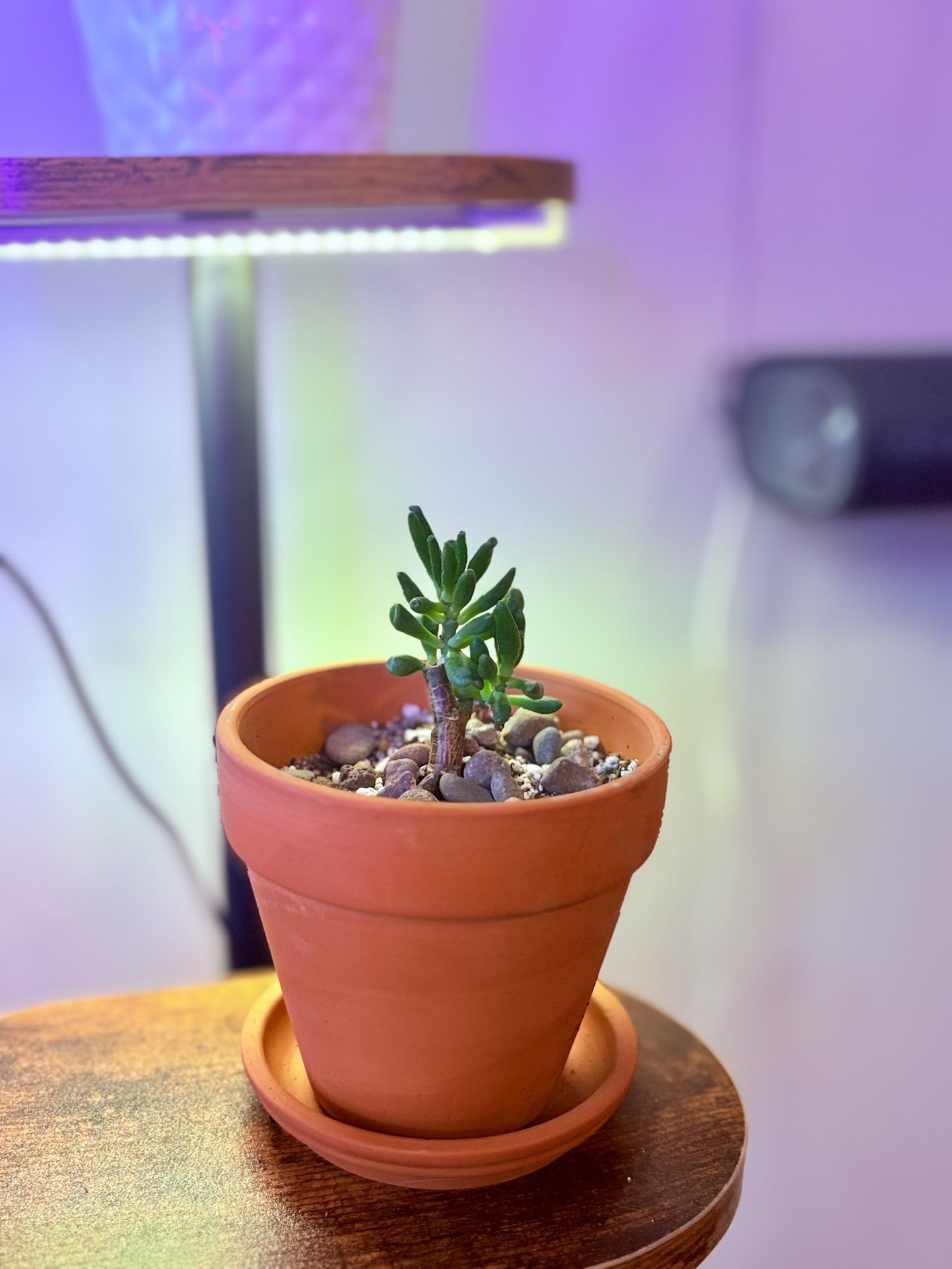 Gollum Jade Plant - Perfect for Talented Plant Lovers