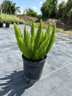 Foxtail