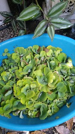 Water plants