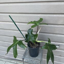 6” Philodendron Florida Green