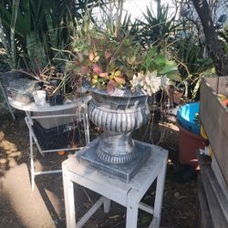 Plants For Sale $25