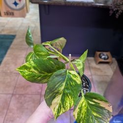 Large Leaf Golden Pothos Plant 