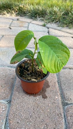 Cherimoya plant