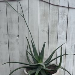 Aloe Vera