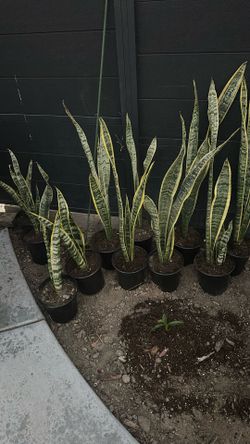 Snake Plant