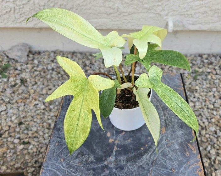 Phillodendron Florida Ghost