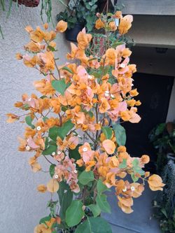 Large Bougainvillea Plant with Orange Flowers $38