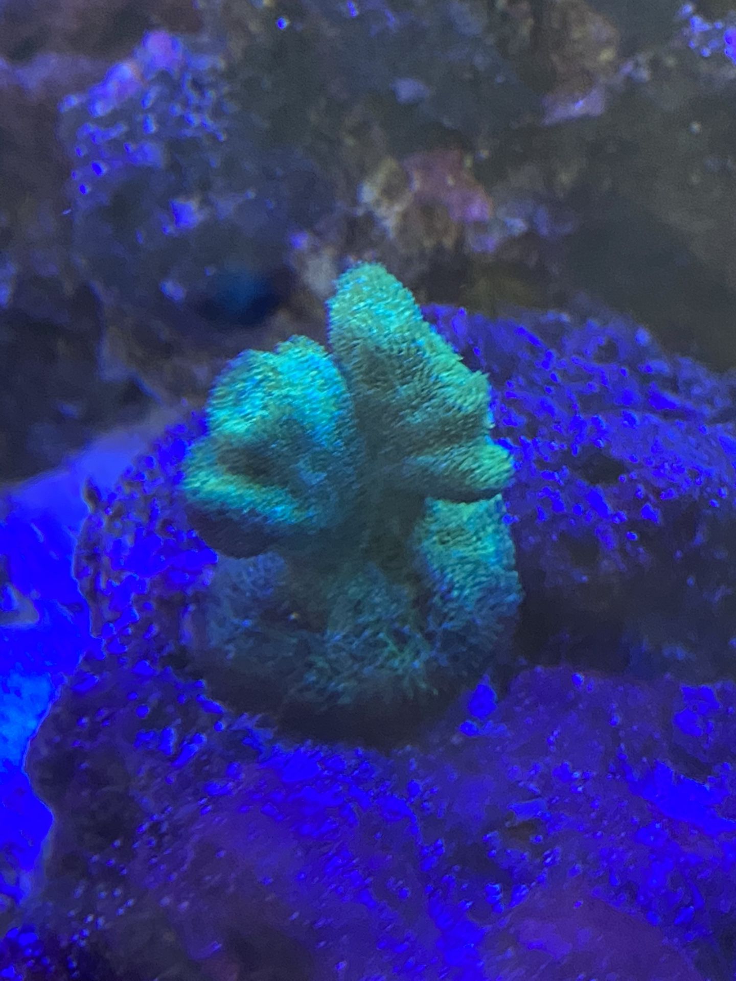 Saltwater coral