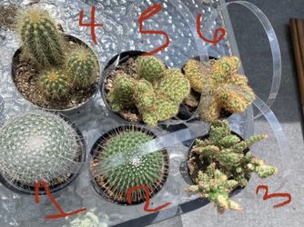Cacti! Cactus!