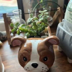 Plants For Sale  Very Cheap