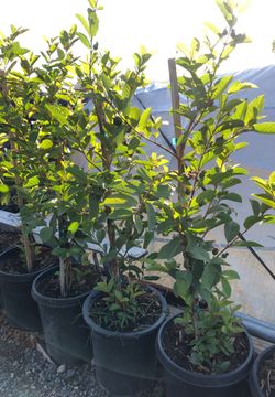 Guava