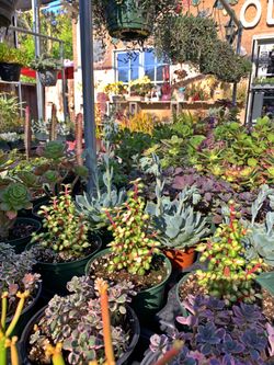 Succulents For Sale