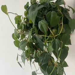 Lush Fast Growing Pothos Plant