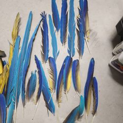Macaw Feathers