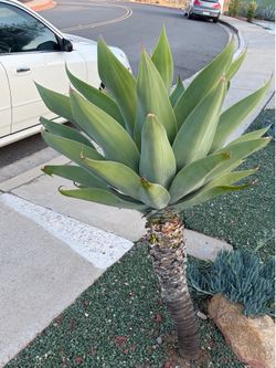 Swan Neck Agave (3)