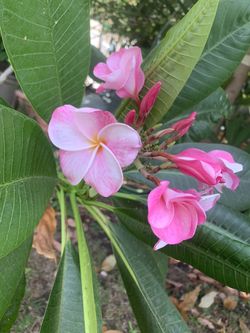 Pink plumeria about 36 inches tall