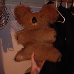 Early 1900s Taxidermied Real Koala 