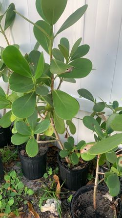 Live Clusia Rosea Plants in Nursery Pots