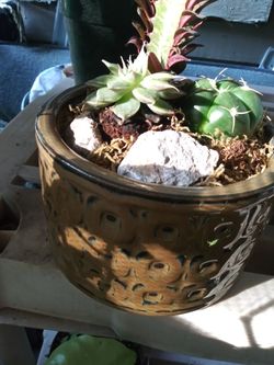 bellos arreglos naturales de cactus.pot ceramic