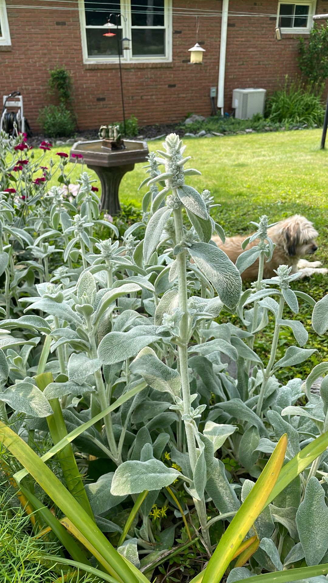 Lambs Ear