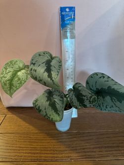 Scindupaus plant