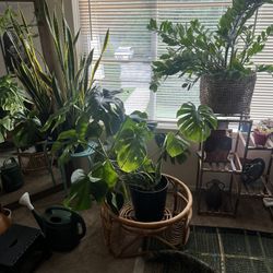 *LARGE* Monstera plant!! 125 OBO