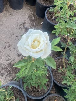 JFK Roses