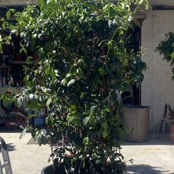 15 gallon Jazmine plants