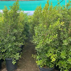 I’m Selling Ficus Shurbs In 15 gallons There 7 Feet Tall