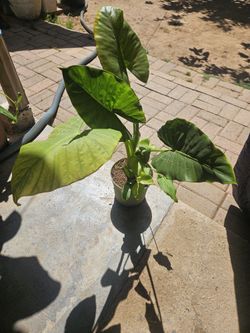 Oja Elegante