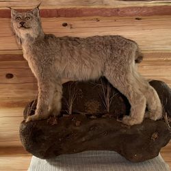 Taxidermy Canadian Lynx