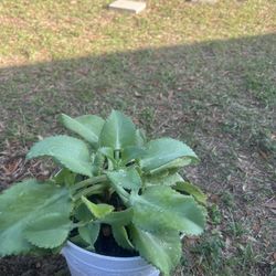 Mother Of Thousands Plant