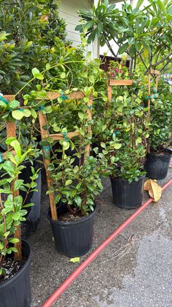 Confederate Jasmine trellis