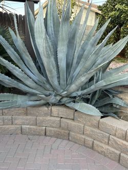 Agave Full Grown